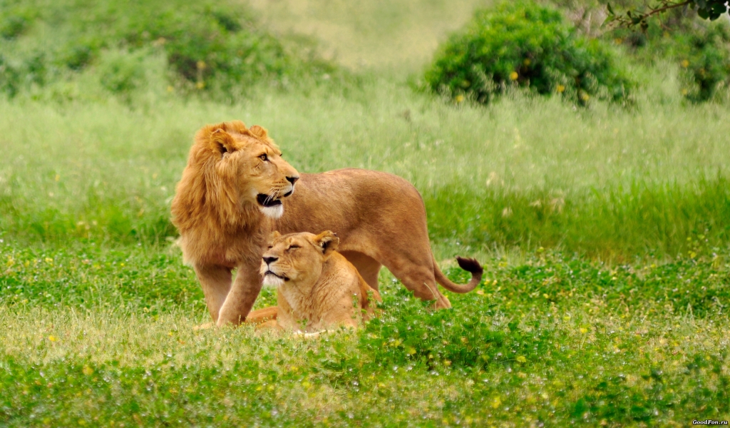 Lions on the grass for 1024 x 600 widescreen resolution