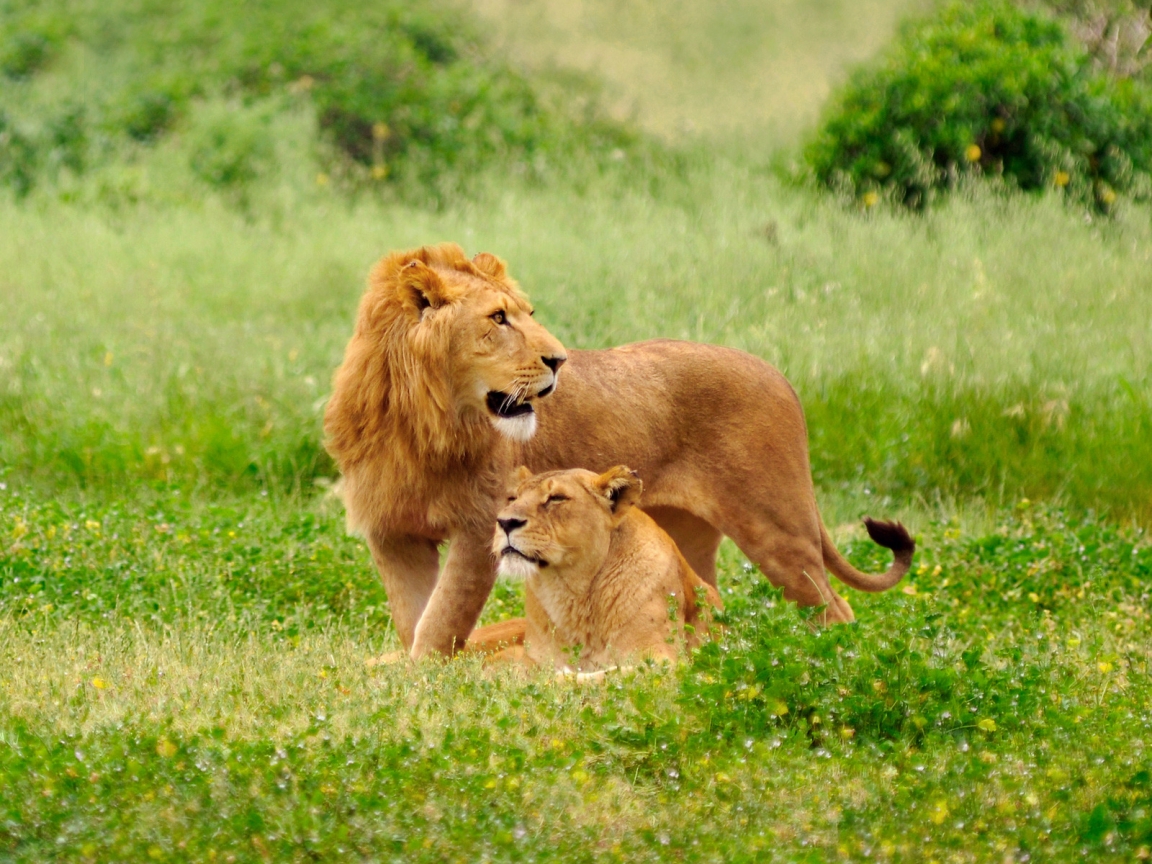Lions on the grass for 1152 x 864 resolution