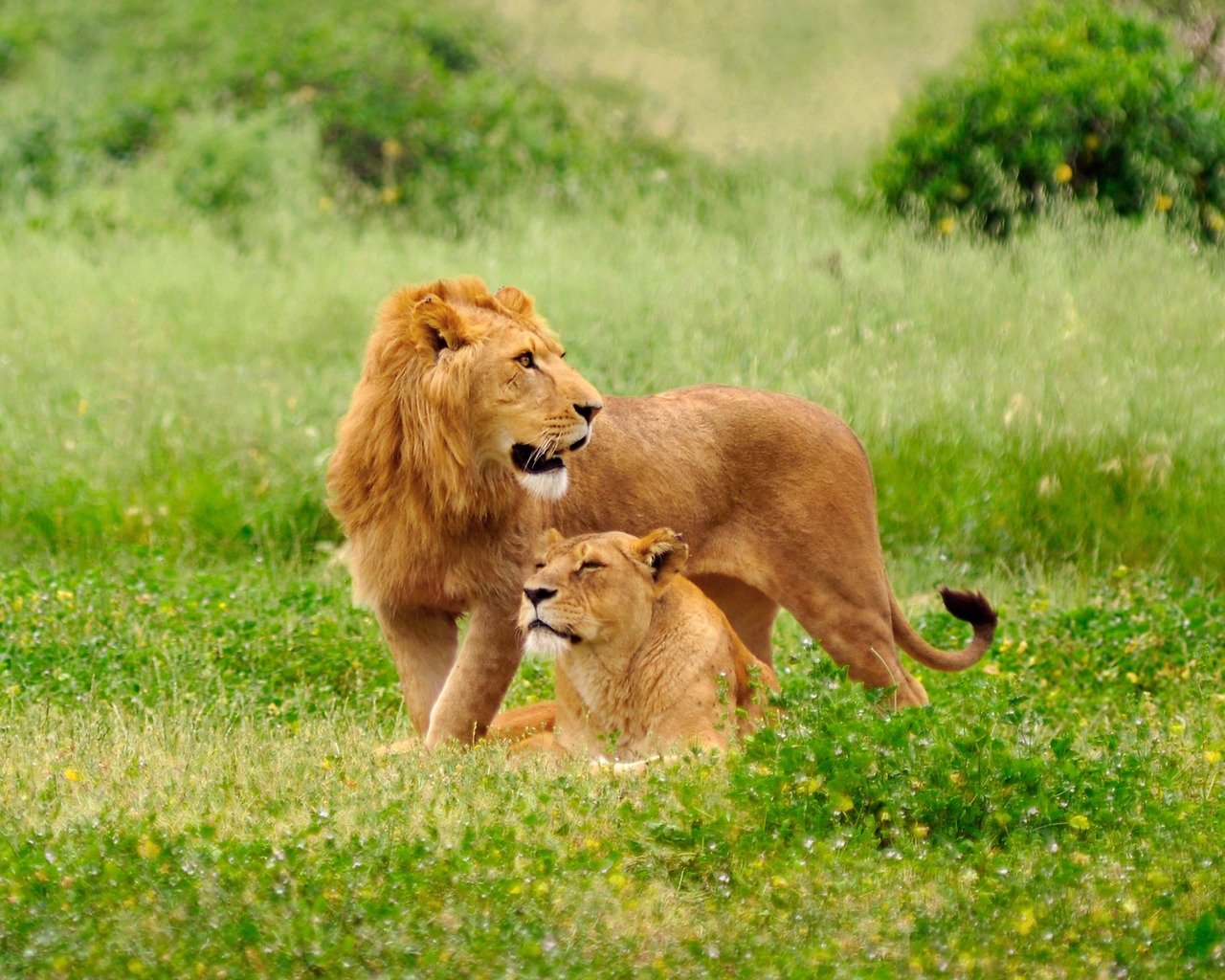 Lions on the grass for 1280 x 1024 resolution
