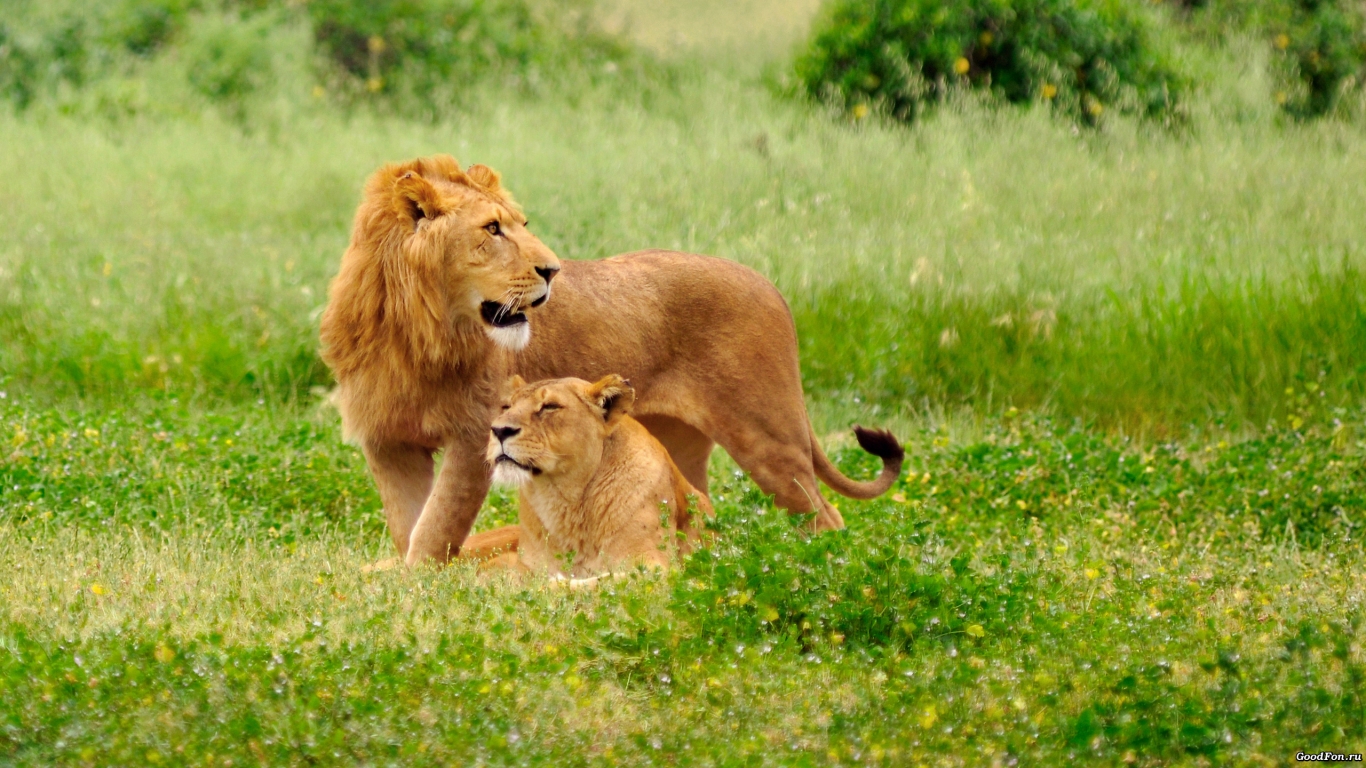 Lions on the grass for 1366 x 768 HDTV resolution