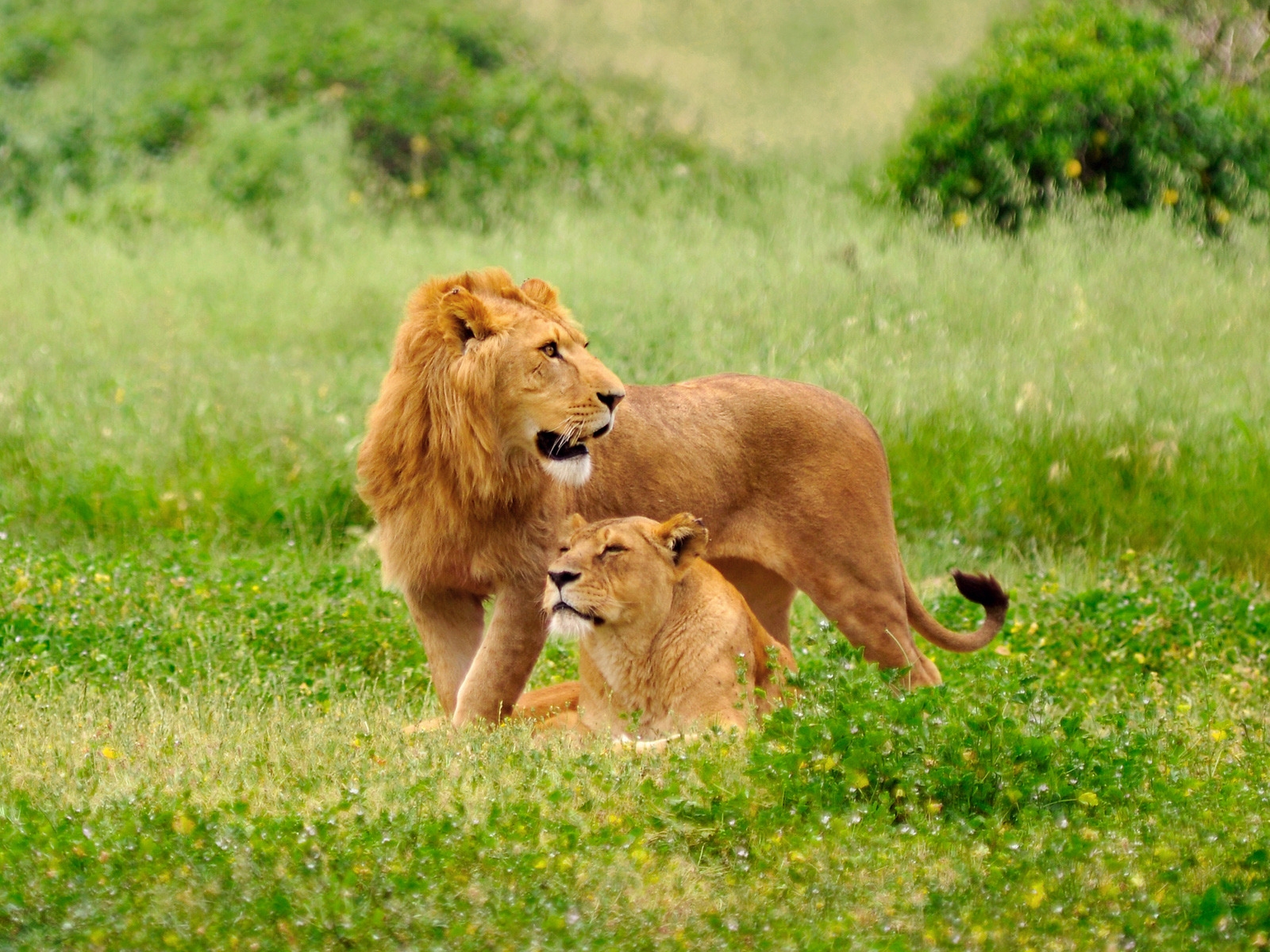 Lions on the grass for 1600 x 1200 resolution