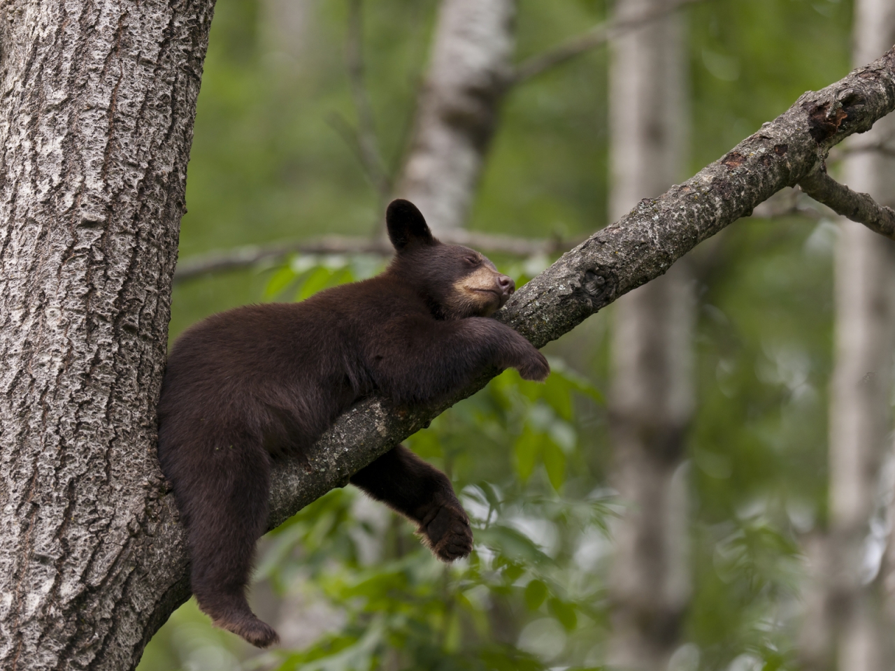 Little Bear Sleeping for 1280 x 960 resolution