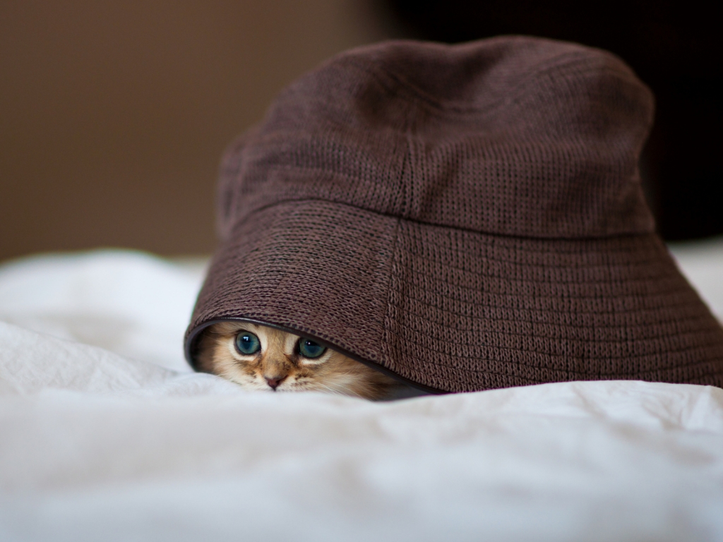 Little Kitty Hiding for 1024 x 768 resolution