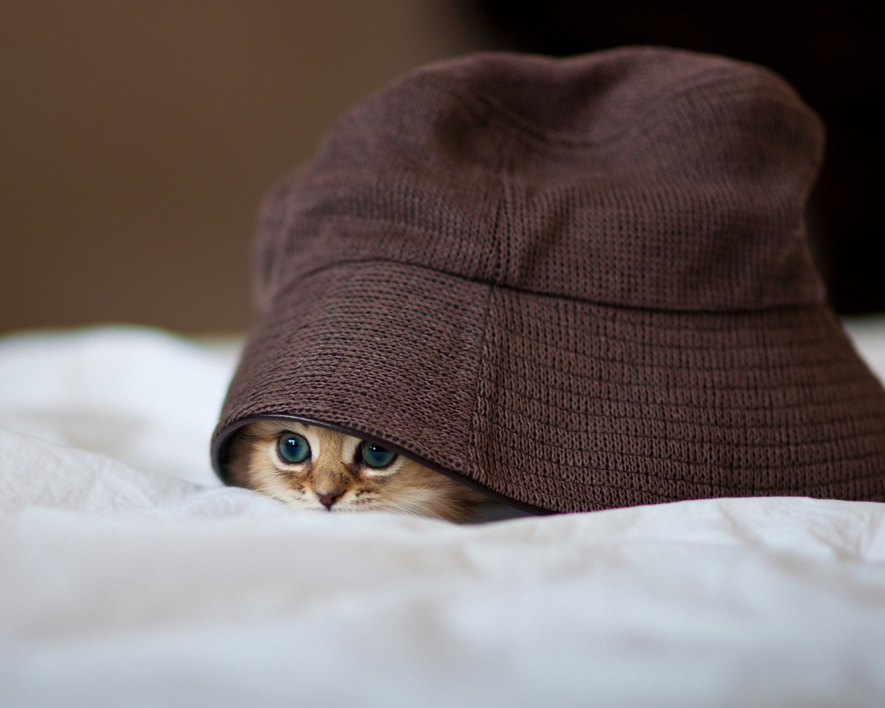Little Kitty Hiding for 1280 x 1024 resolution