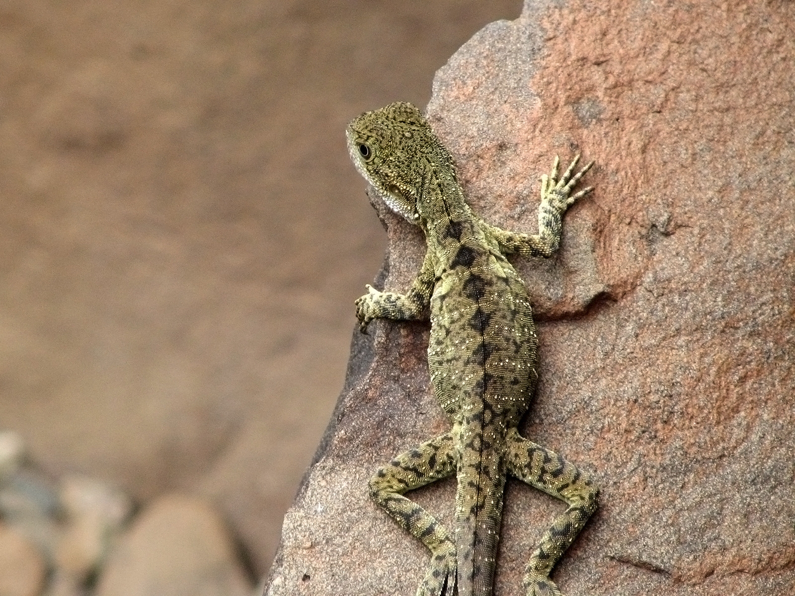 Lizard for 1600 x 1200 resolution