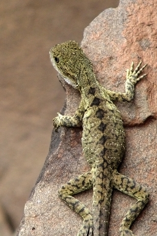 Lizard for 320 x 480 iPhone resolution
