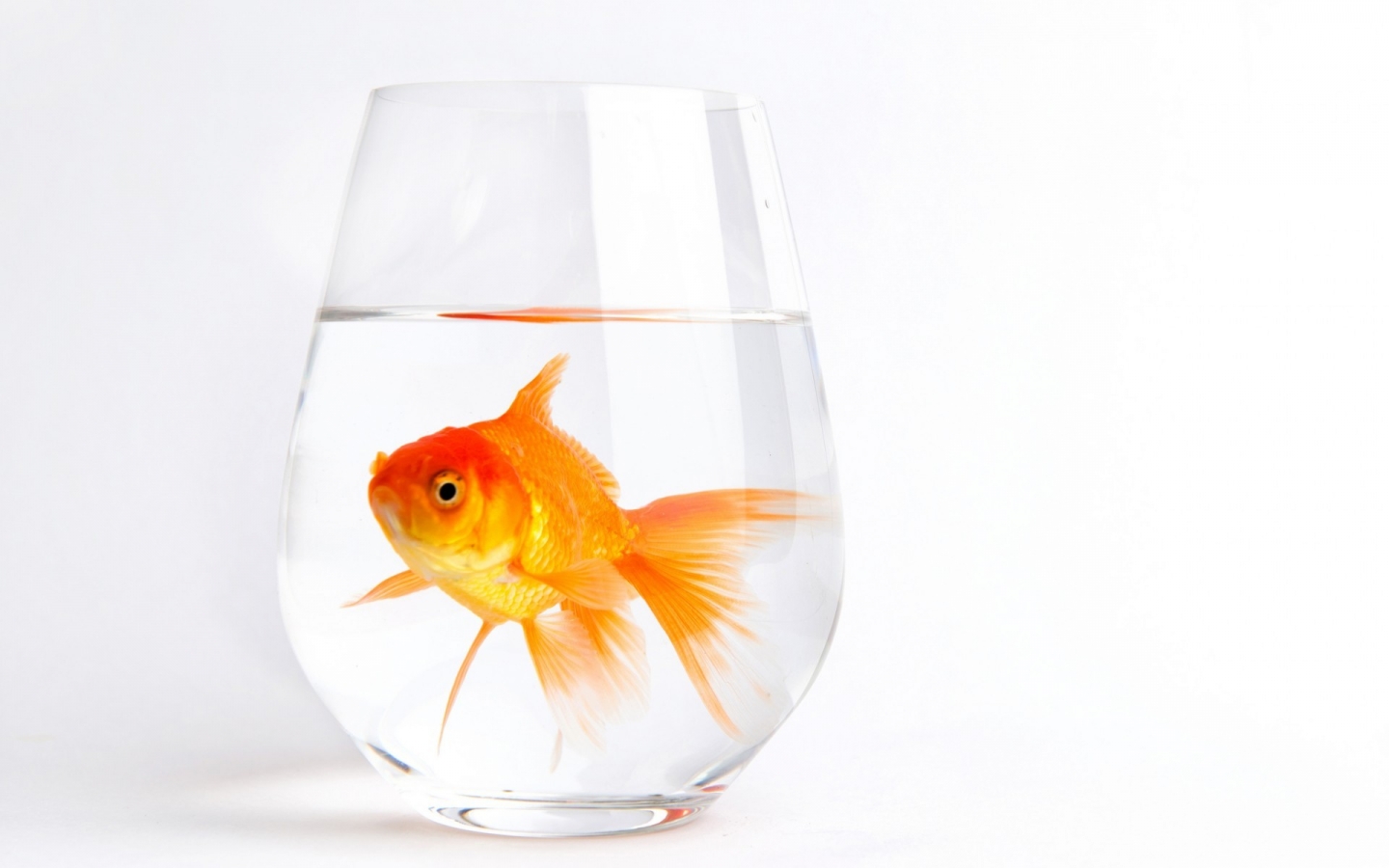 Lonely Gold Fish for 1440 x 900 widescreen resolution
