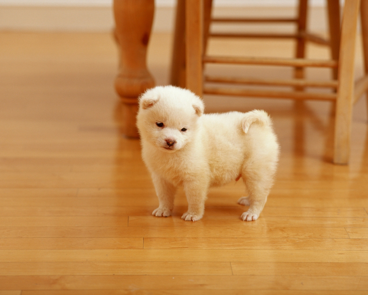 Lovely Puppy for 1280 x 1024 resolution