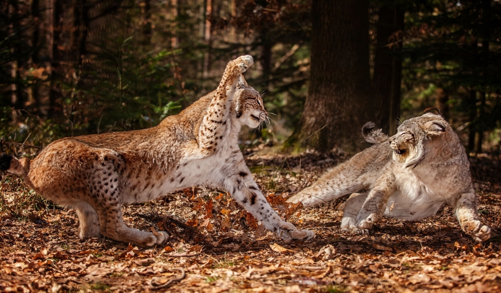 Lynx Fight for 1024 x 600 widescreen resolution