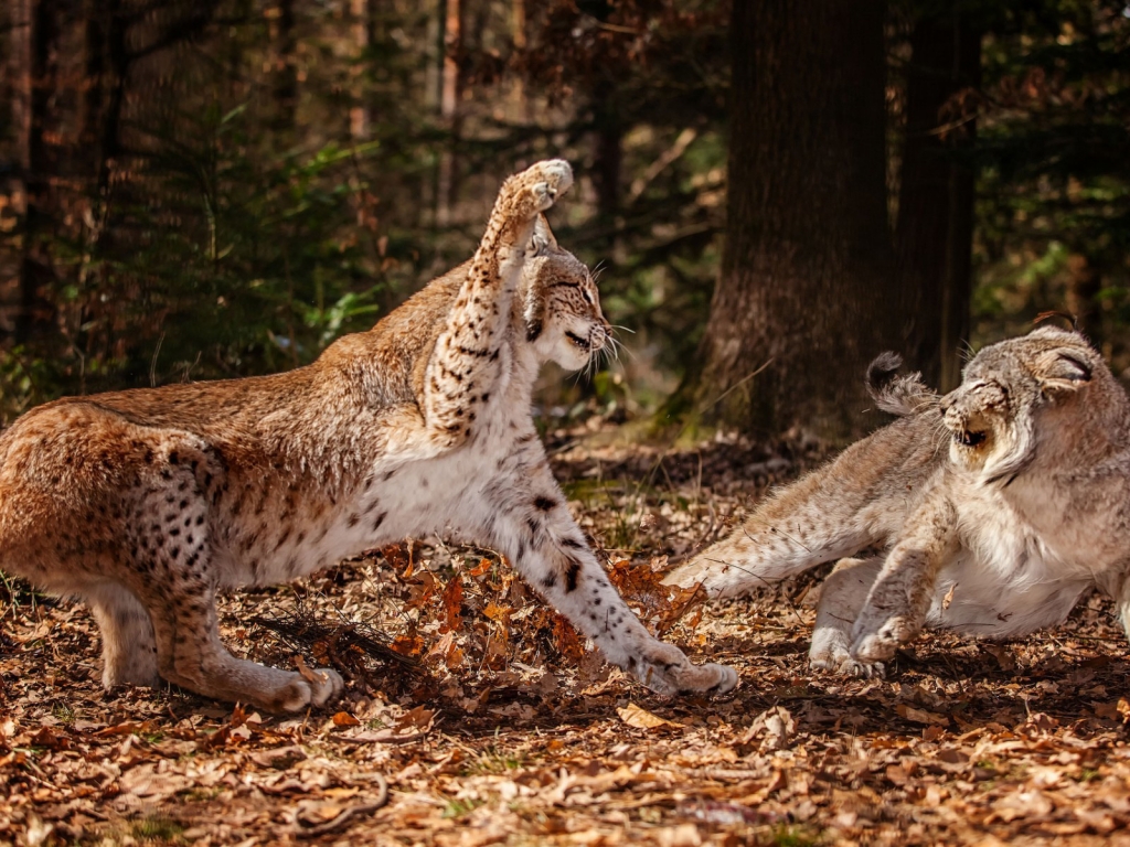 Lynx Fight for 1024 x 768 resolution