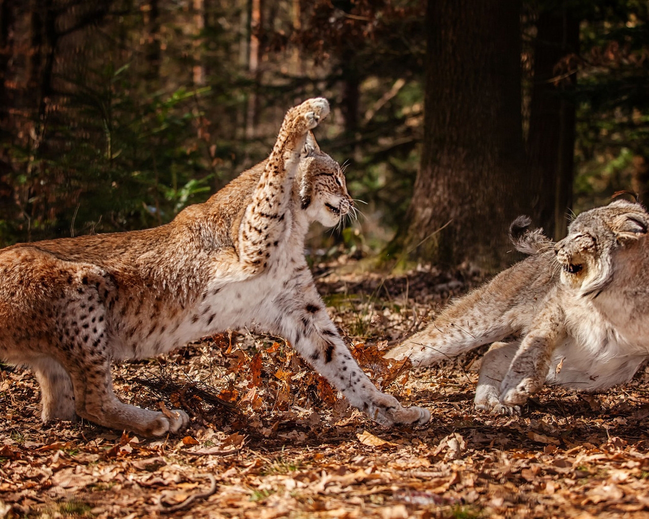 Lynx Fight for 1280 x 1024 resolution