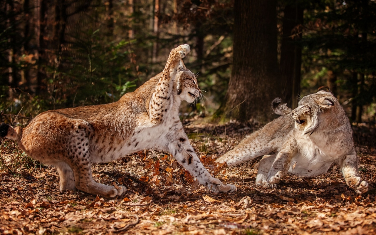 Lynx Fight for 1280 x 800 widescreen resolution