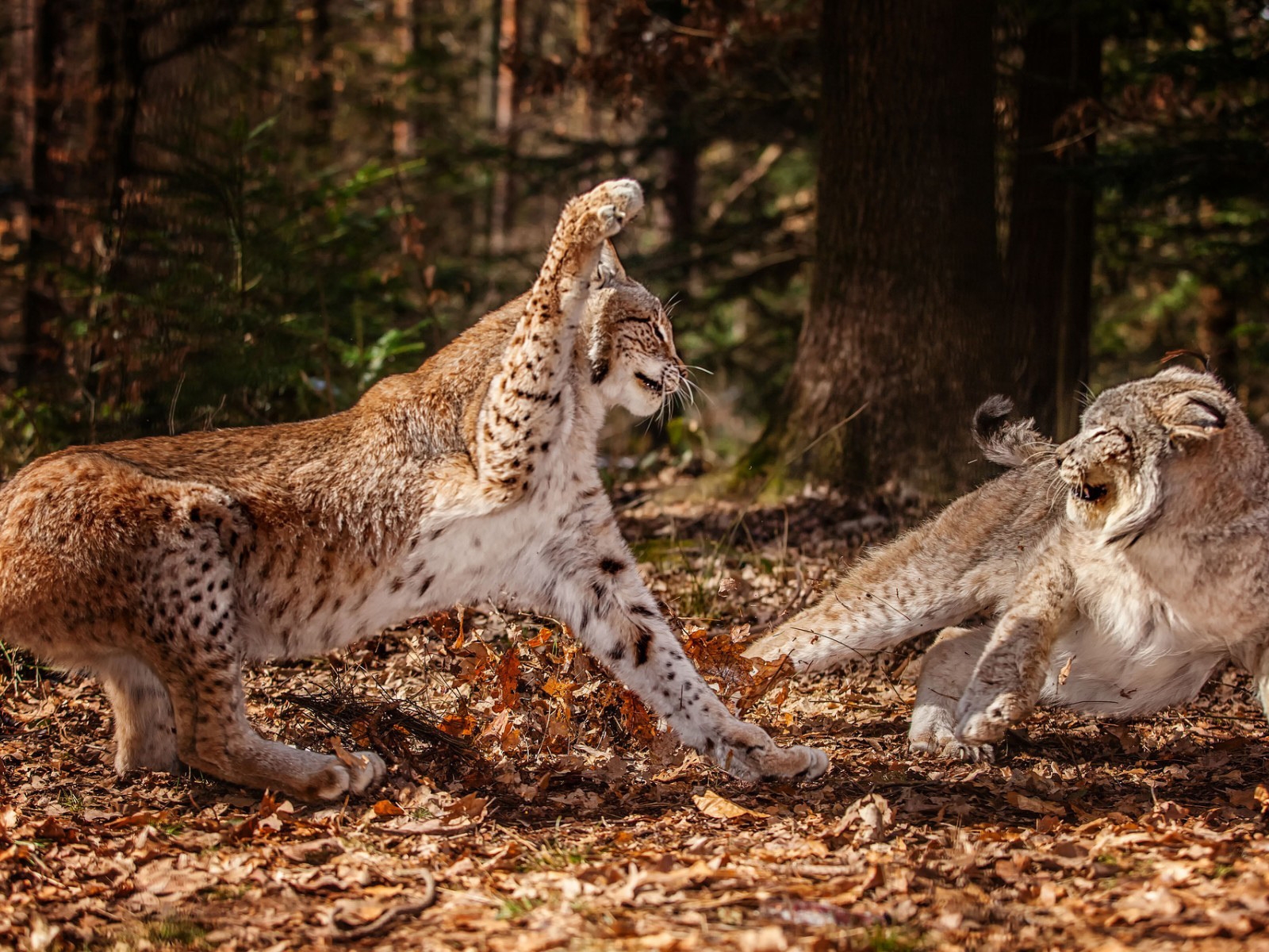 Lynx Fight for 1600 x 1200 resolution