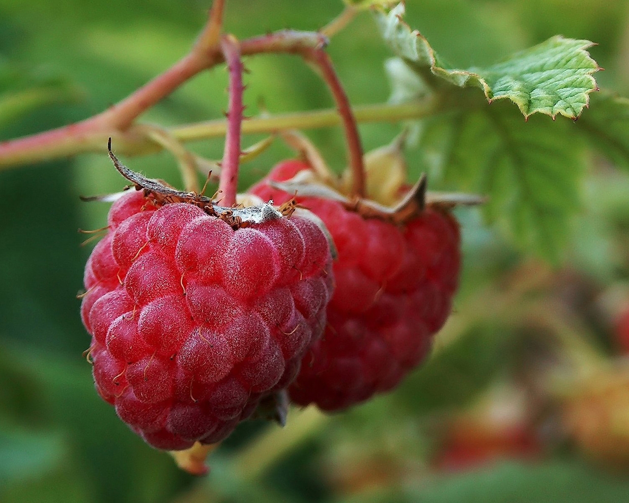 Macro Raspberries for 1280 x 1024 resolution
