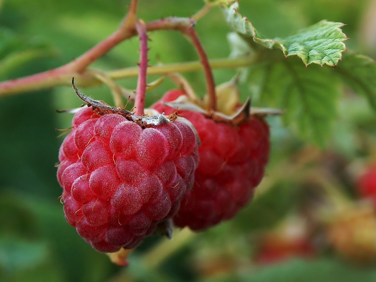 Macro Raspberries for 1280 x 960 resolution