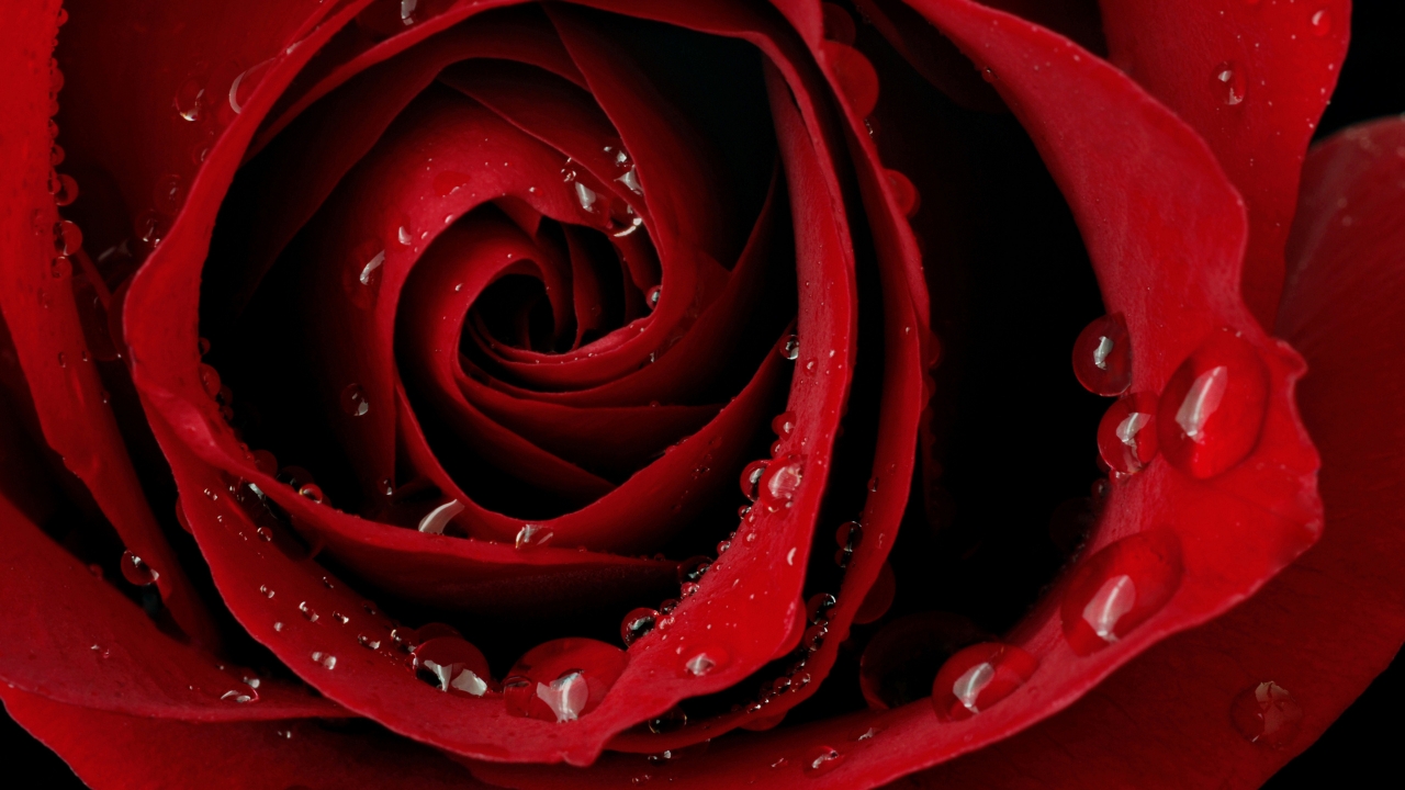 Macro Red Rose for 1280 x 720 HDTV 720p resolution