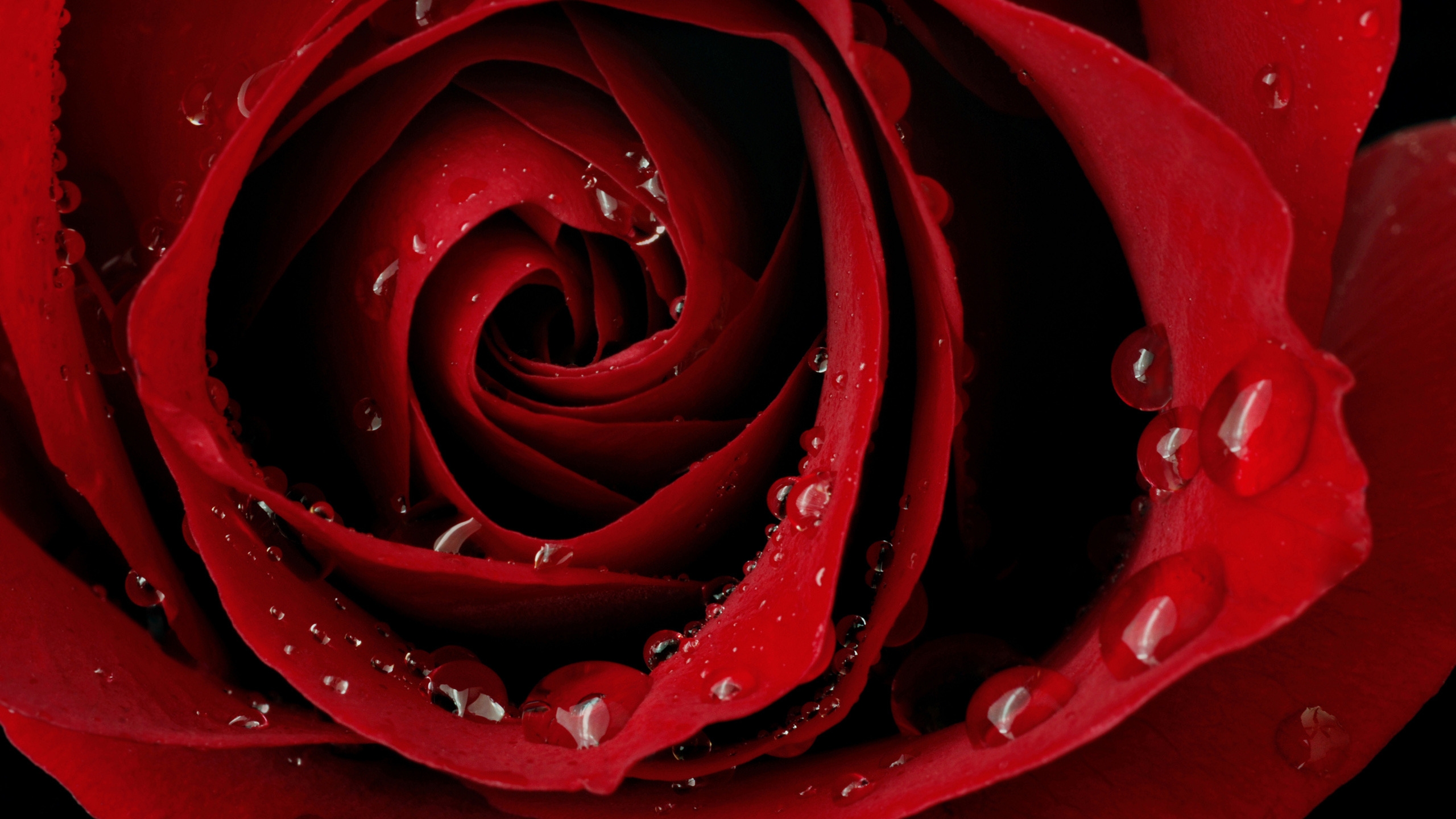 Macro Red Rose for 2560x1440 HDTV resolution