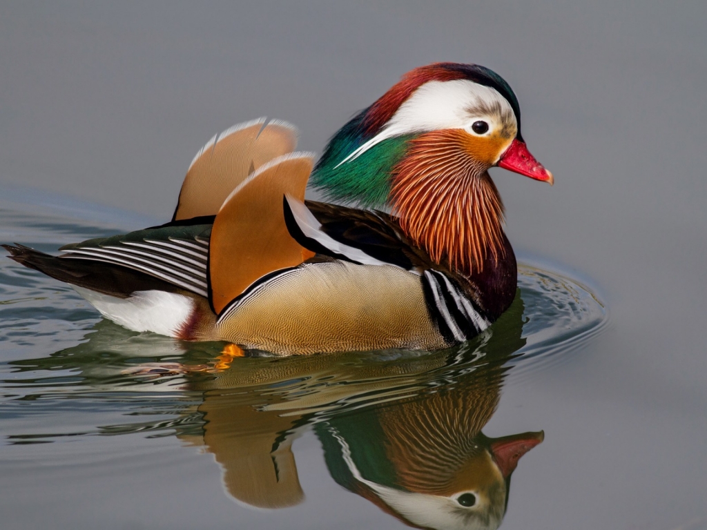 Mandarin Duck for 1024 x 768 resolution