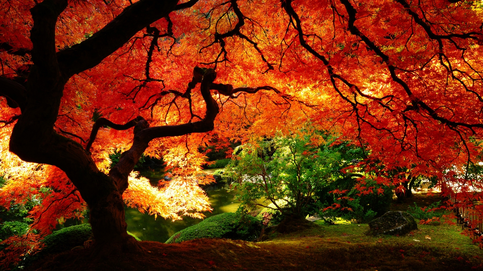 Maple in Autumn for 1536 x 864 HDTV resolution