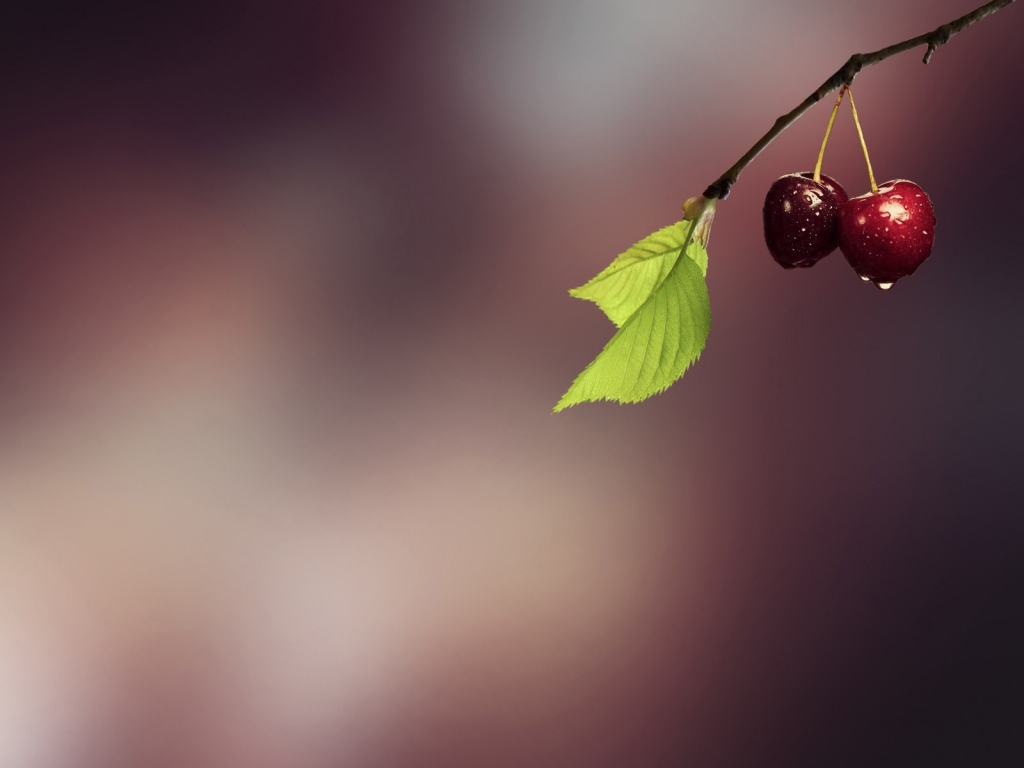 Minimal Fresh Cherries for 1024 x 768 resolution