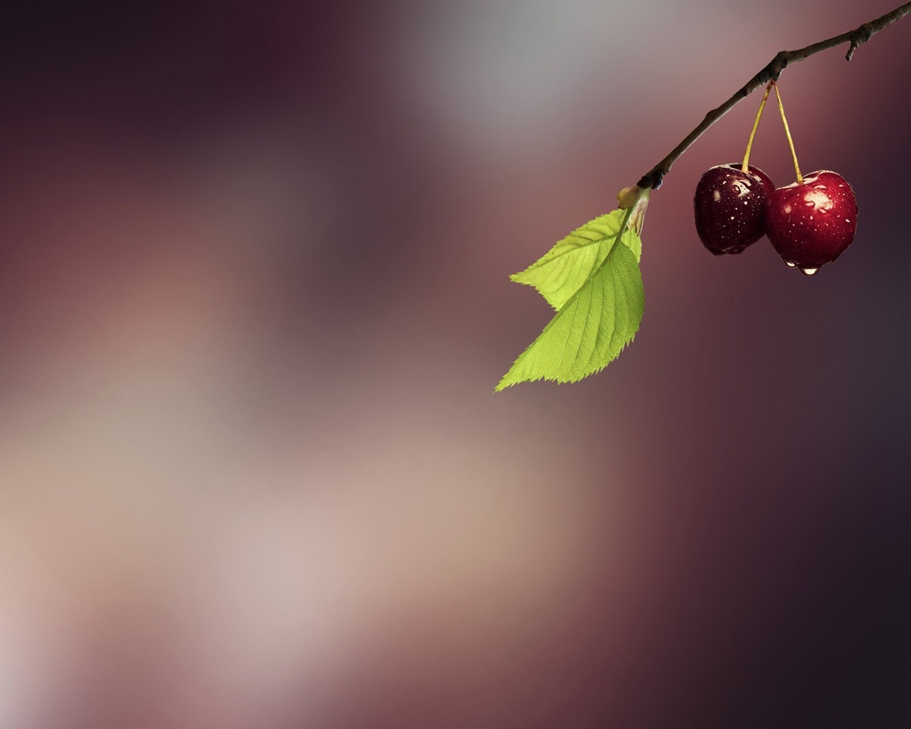 Minimal Fresh Cherries for 1280 x 1024 resolution