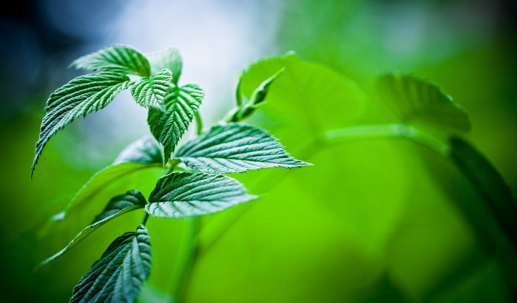 Mint Leaves for 1024 x 600 widescreen resolution