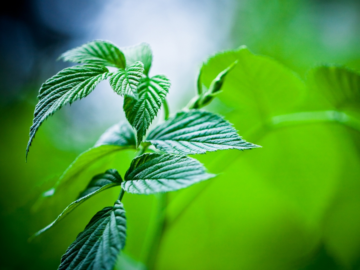 Mint Leaves for 1152 x 864 resolution