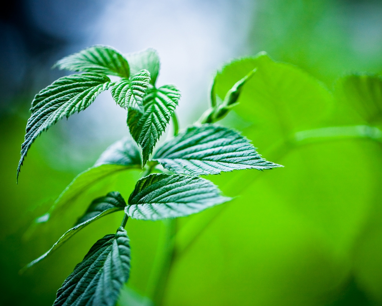 Mint Leaves for 1280 x 1024 resolution