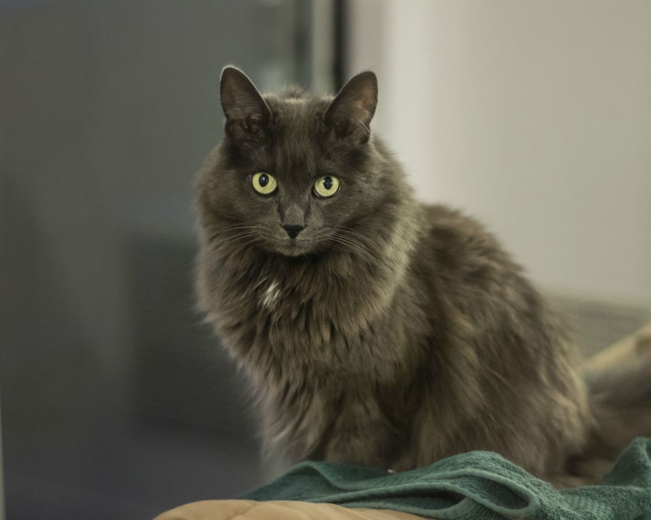 Nebelung Cat for 1280 x 1024 resolution