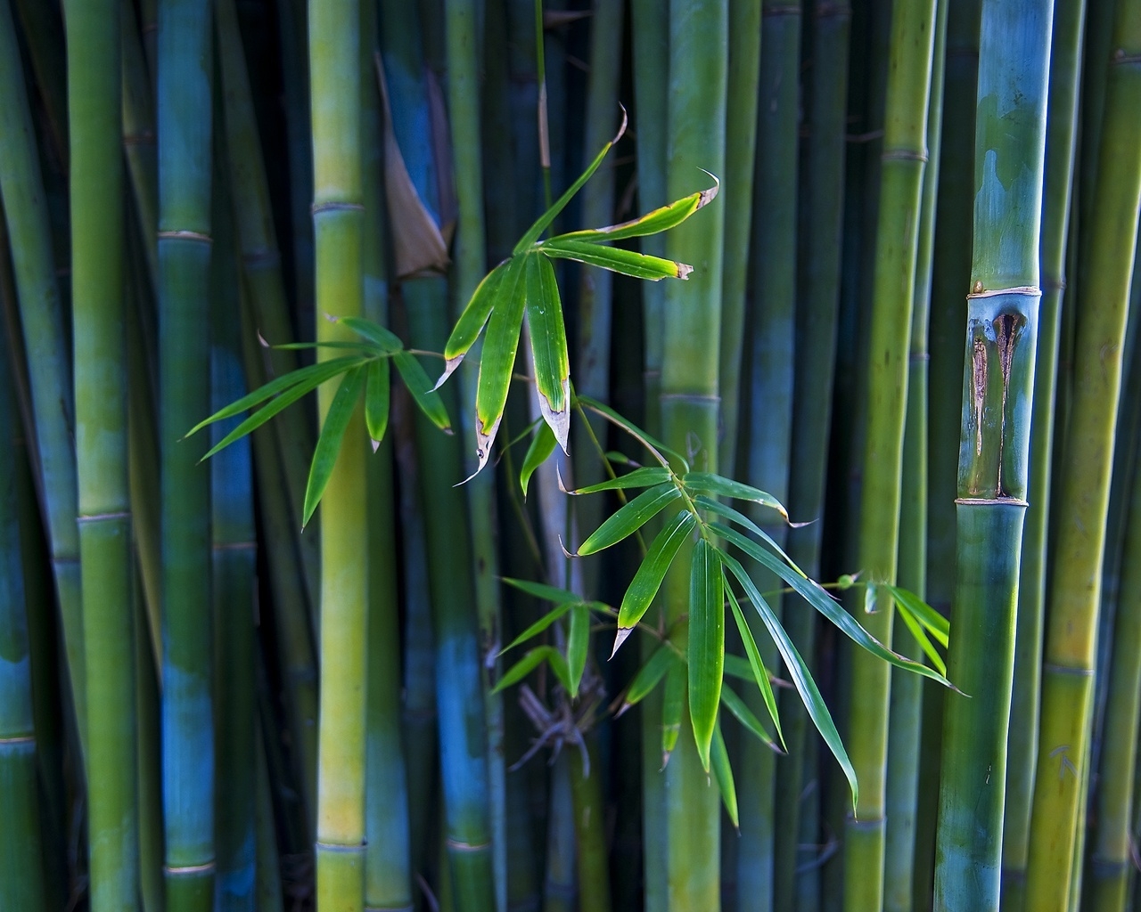 Nice Bamboo Plant for 1280 x 1024 resolution