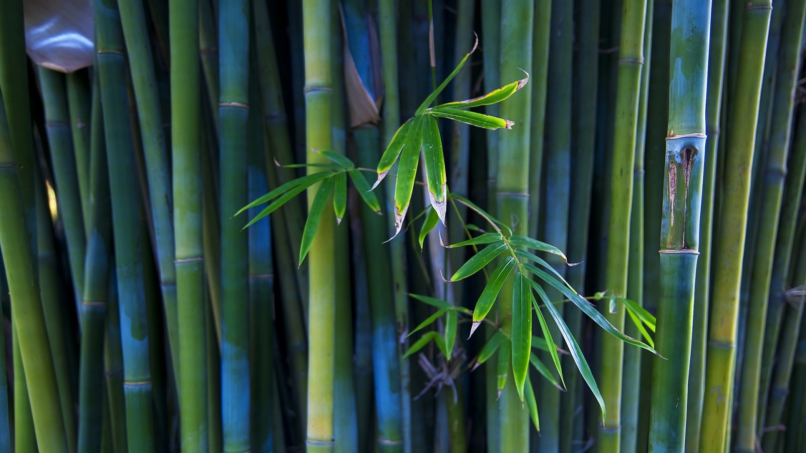 Nice Bamboo Plant for 1600 x 900 HDTV resolution