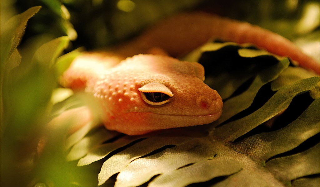 Orange Lizard for 1024 x 600 widescreen resolution