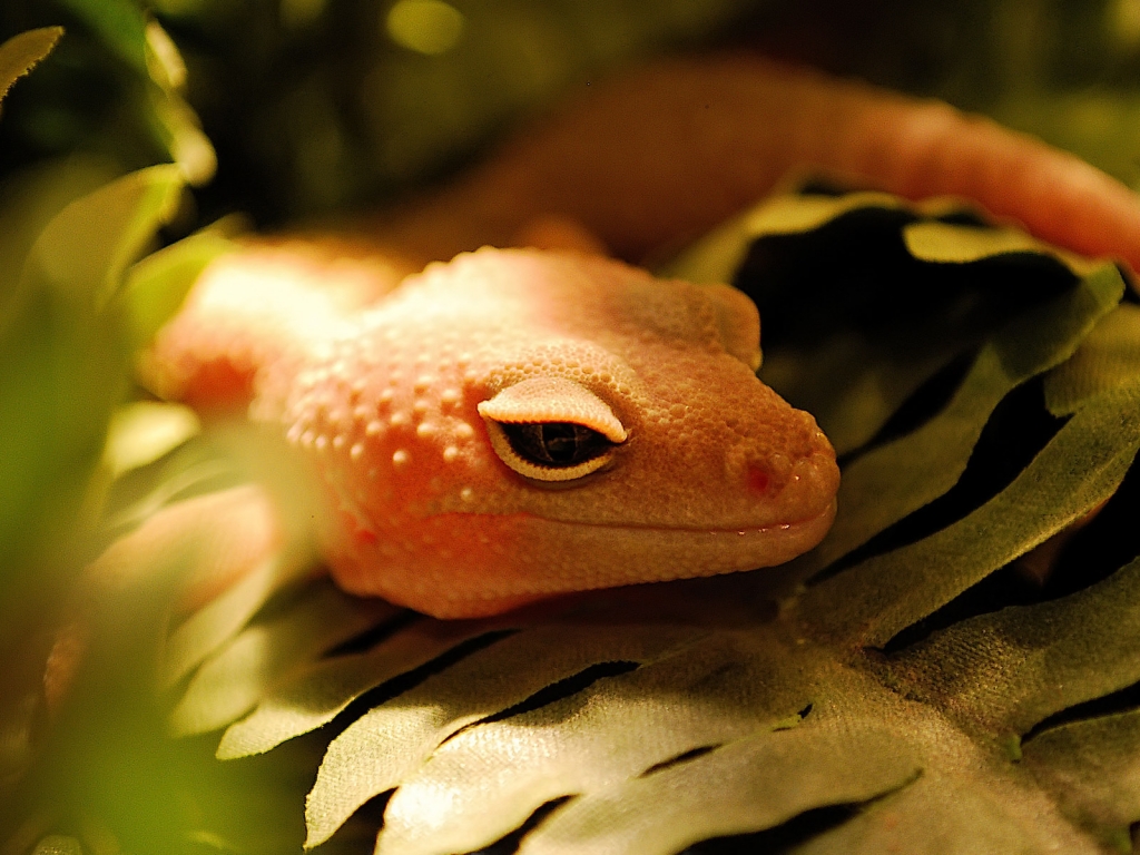 Orange Lizard for 1024 x 768 resolution