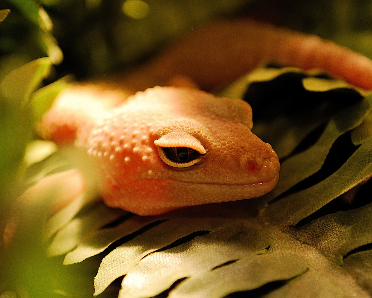 Orange Lizard for 1280 x 1024 resolution