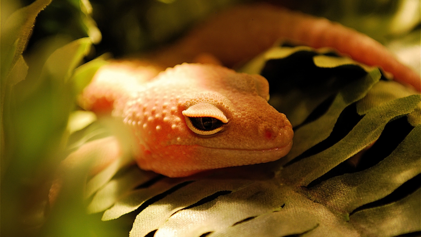 Orange Lizard for 1366 x 768 HDTV resolution