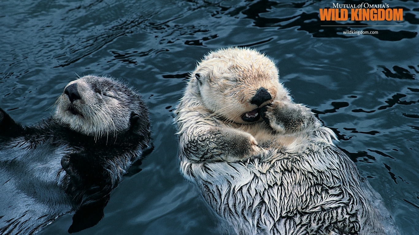 Otters for 1366 x 768 HDTV resolution