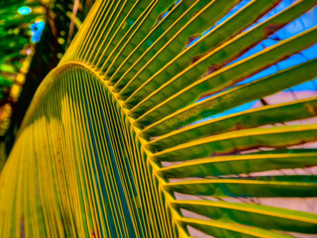 Palm Tree Leaf for 1024 x 768 resolution