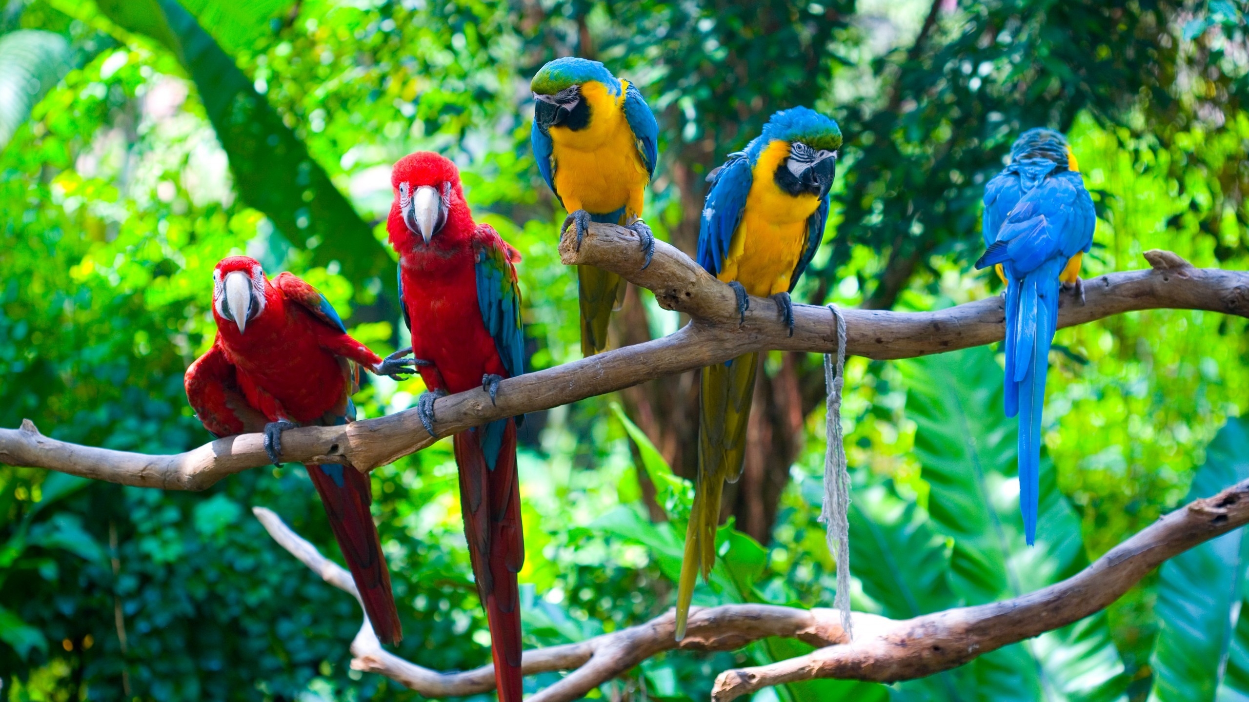 Parrots Conflict for 2560x1440 HDTV resolution