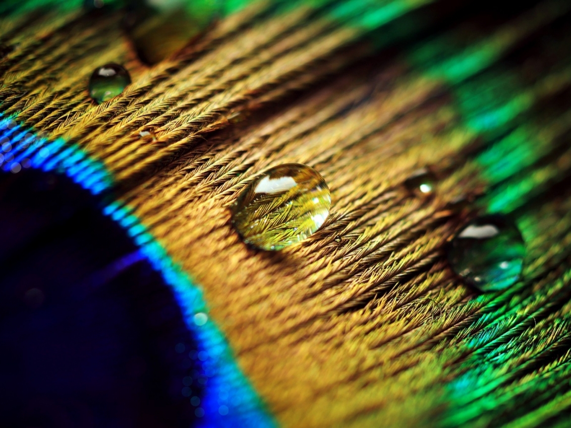 Peacock Feather Drops for 1152 x 864 resolution