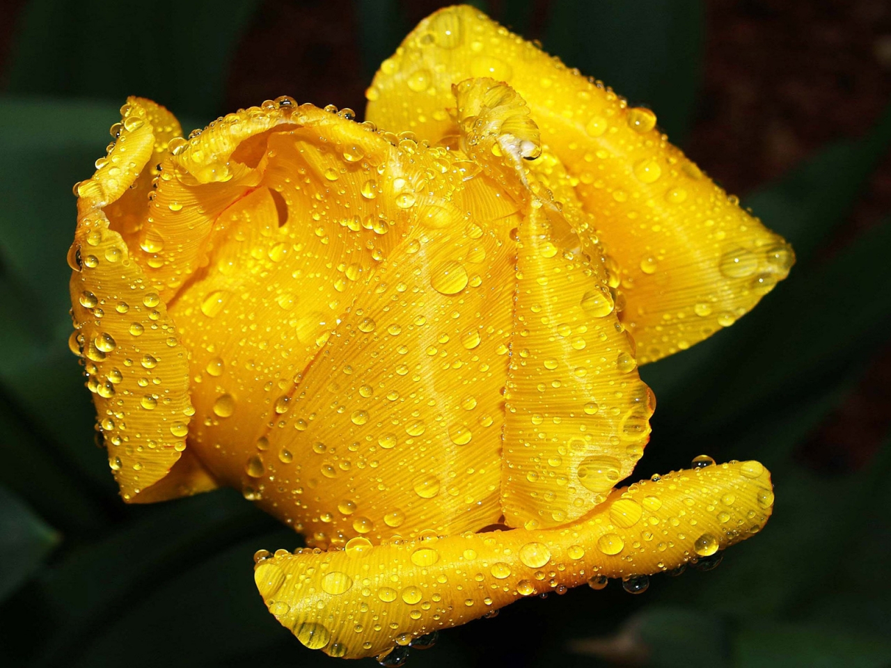 Peeling Yellow Tulip for 1280 x 960 resolution
