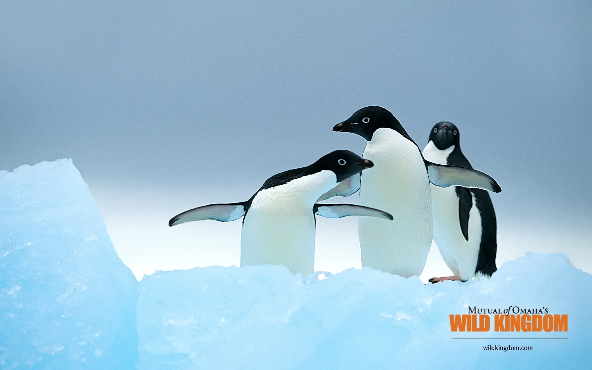 Penguins for 1920 x 1200 widescreen resolution