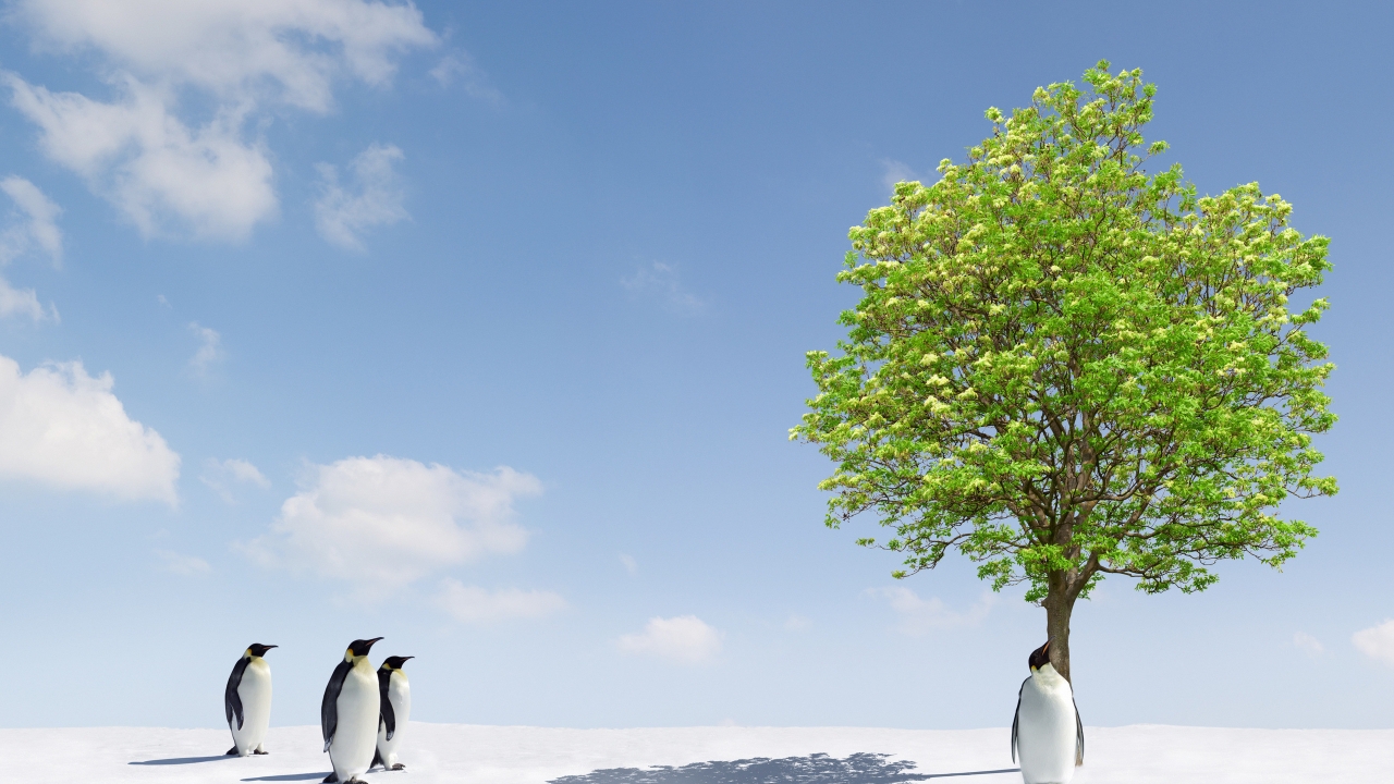 Penguins and Green Tree for 1280 x 720 HDTV 720p resolution
