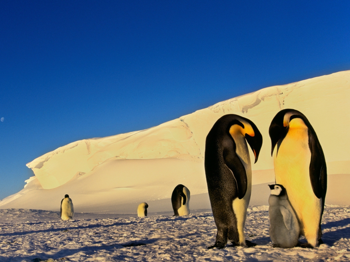 Penguins Family Conversation for 1152 x 864 resolution