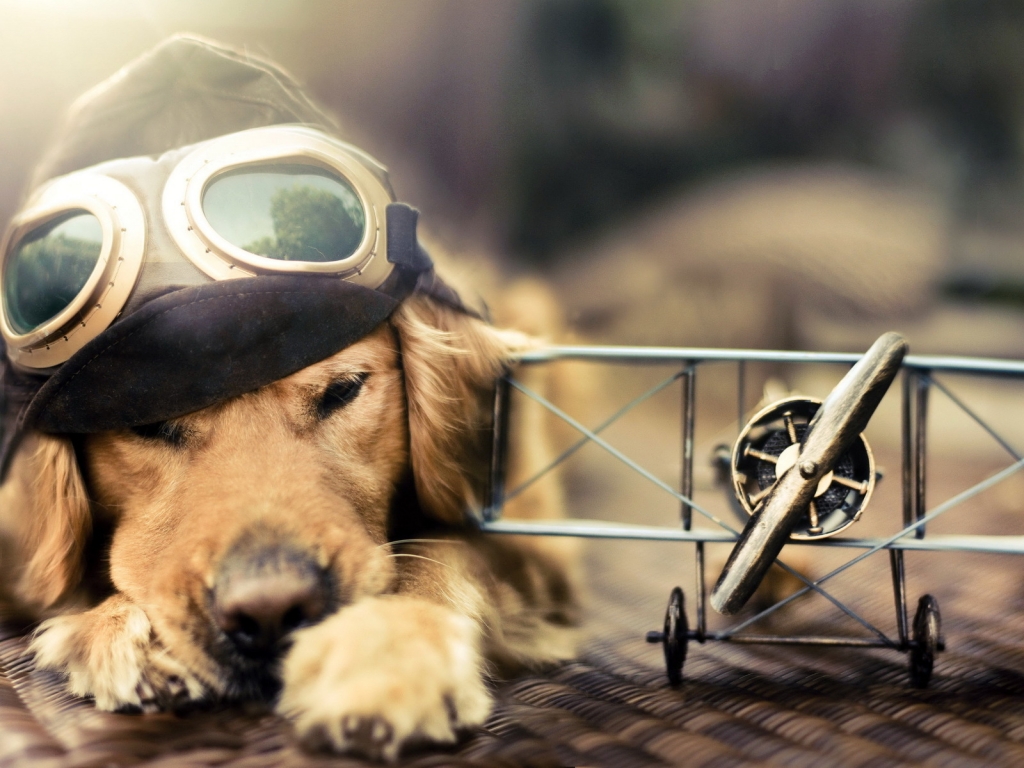 Pilot Dog for 1024 x 768 resolution