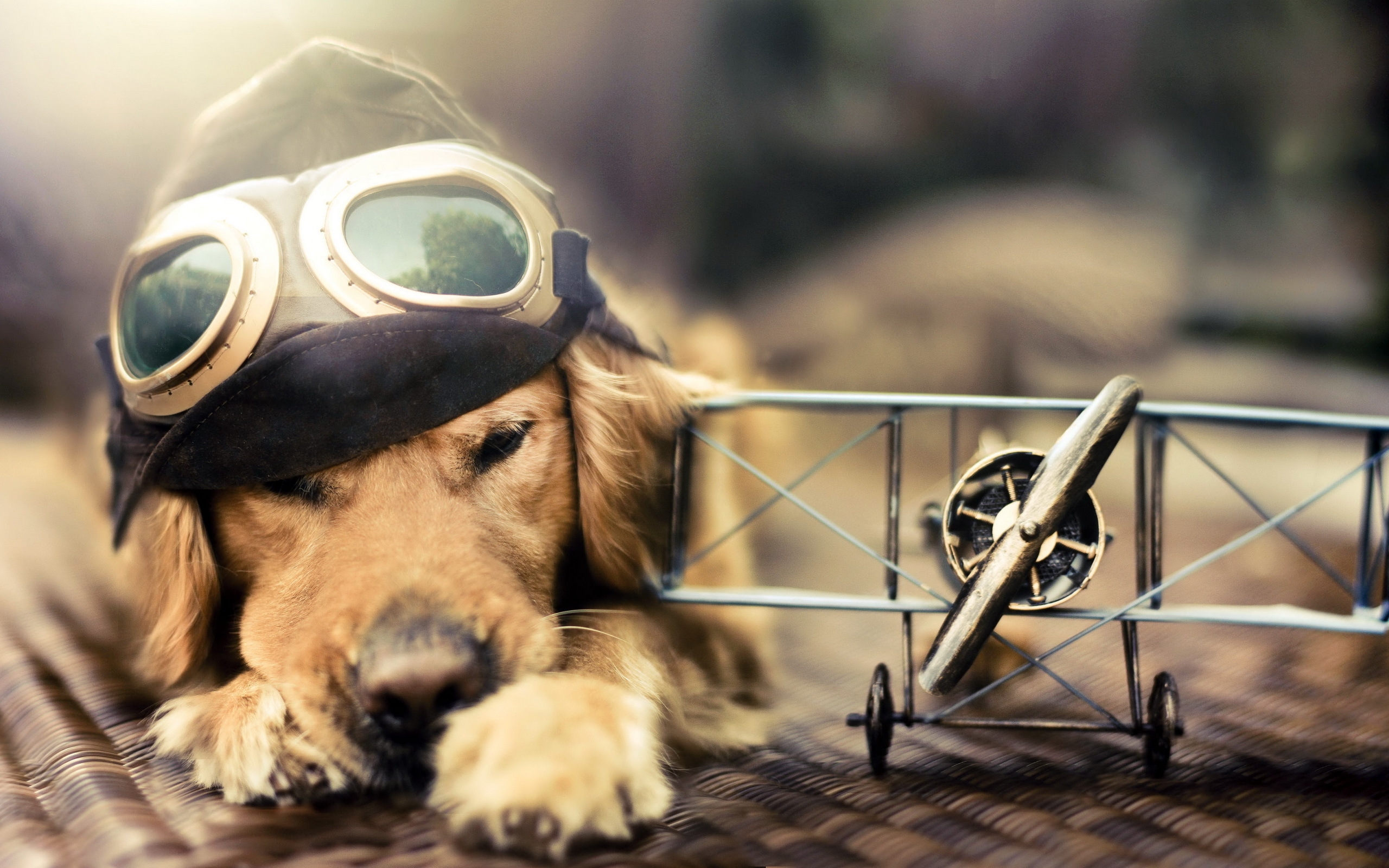 Pilot Dog for 2560 x 1600 widescreen resolution