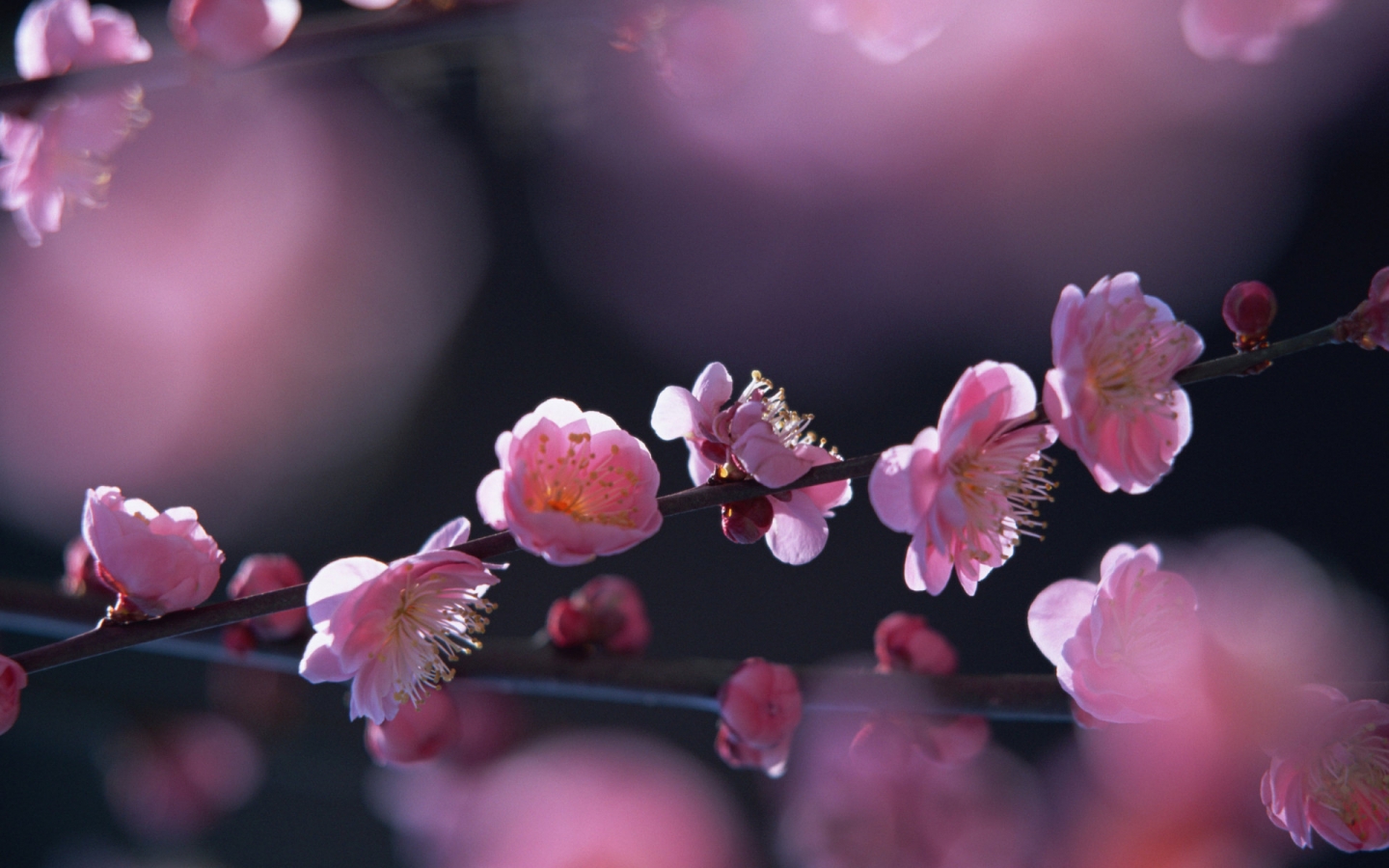 Pink flowers in springtime for 1440 x 900 widescreen resolution
