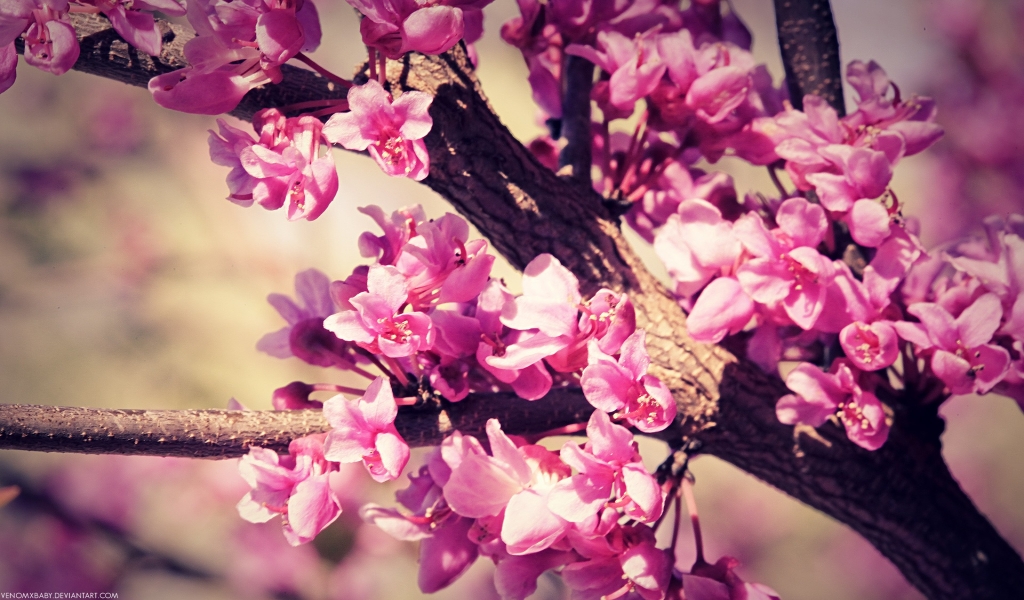 Pink Spring Flowers for 1024 x 600 widescreen resolution