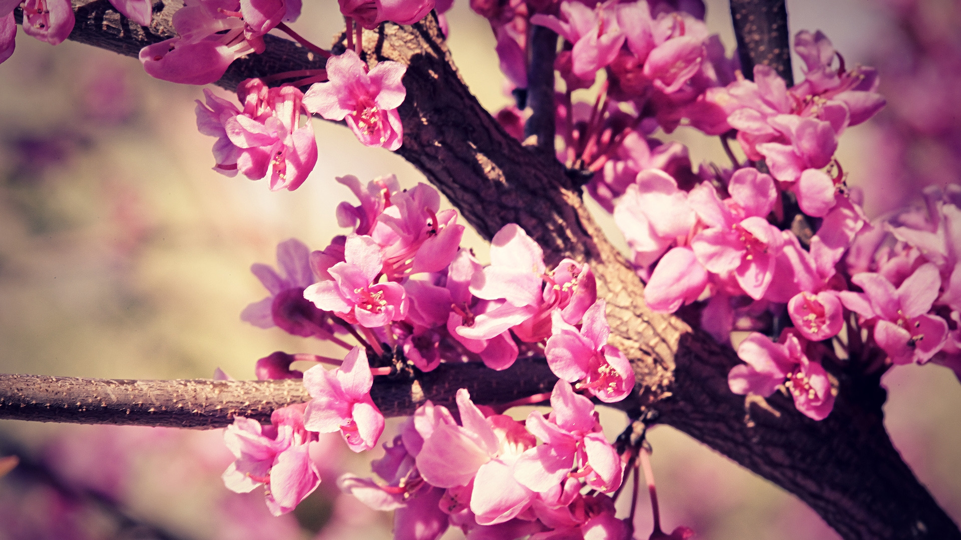 Pink Spring Flowers for 1920 x 1080 HDTV 1080p resolution