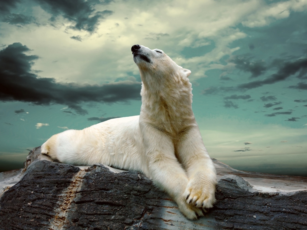 Polar Bear Dreaming for 1280 x 960 resolution