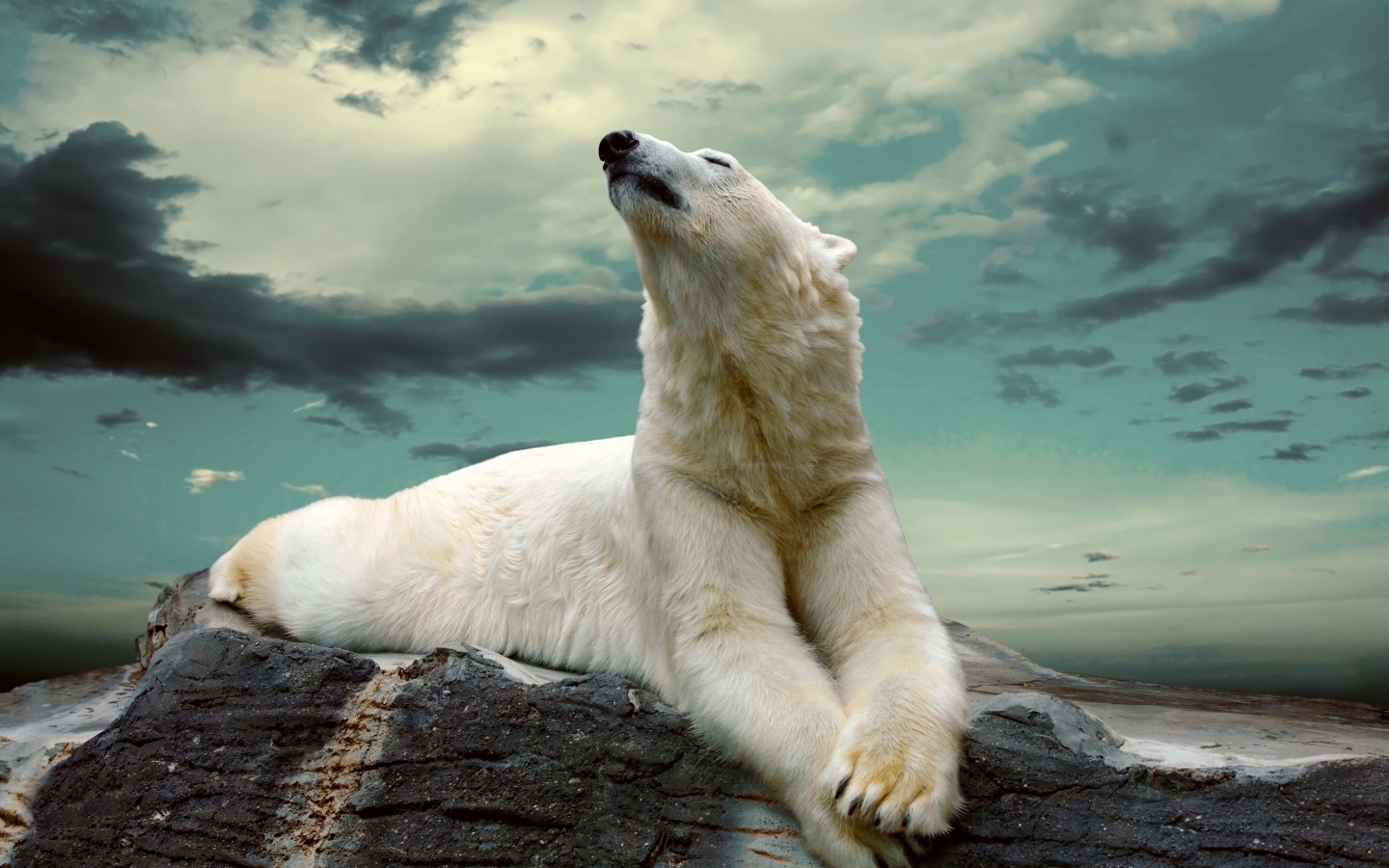 Polar Bear Dreaming for 1440 x 900 widescreen resolution